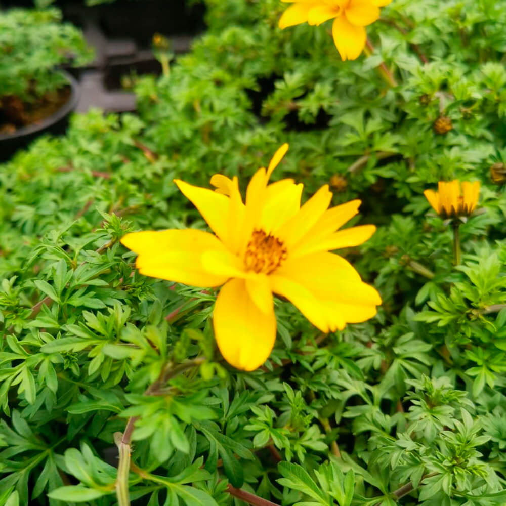 Bidens – 1