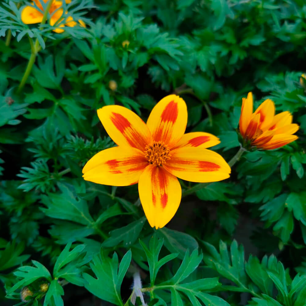 Bidens – 2