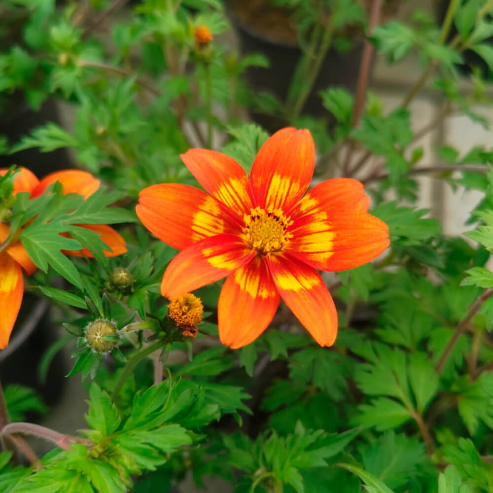 Bidens – 4