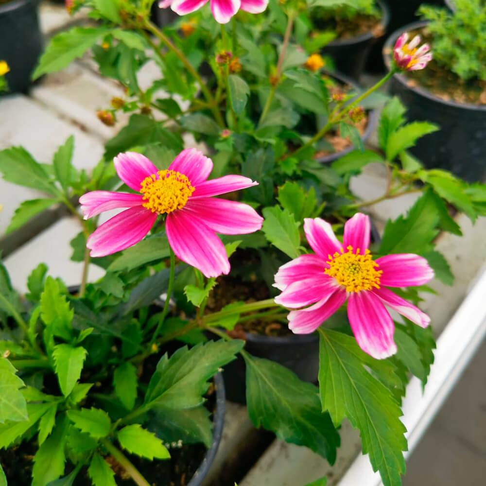 Bidens – 5
