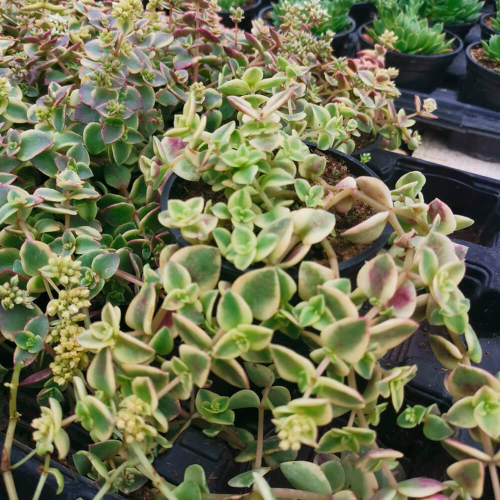 Crassula