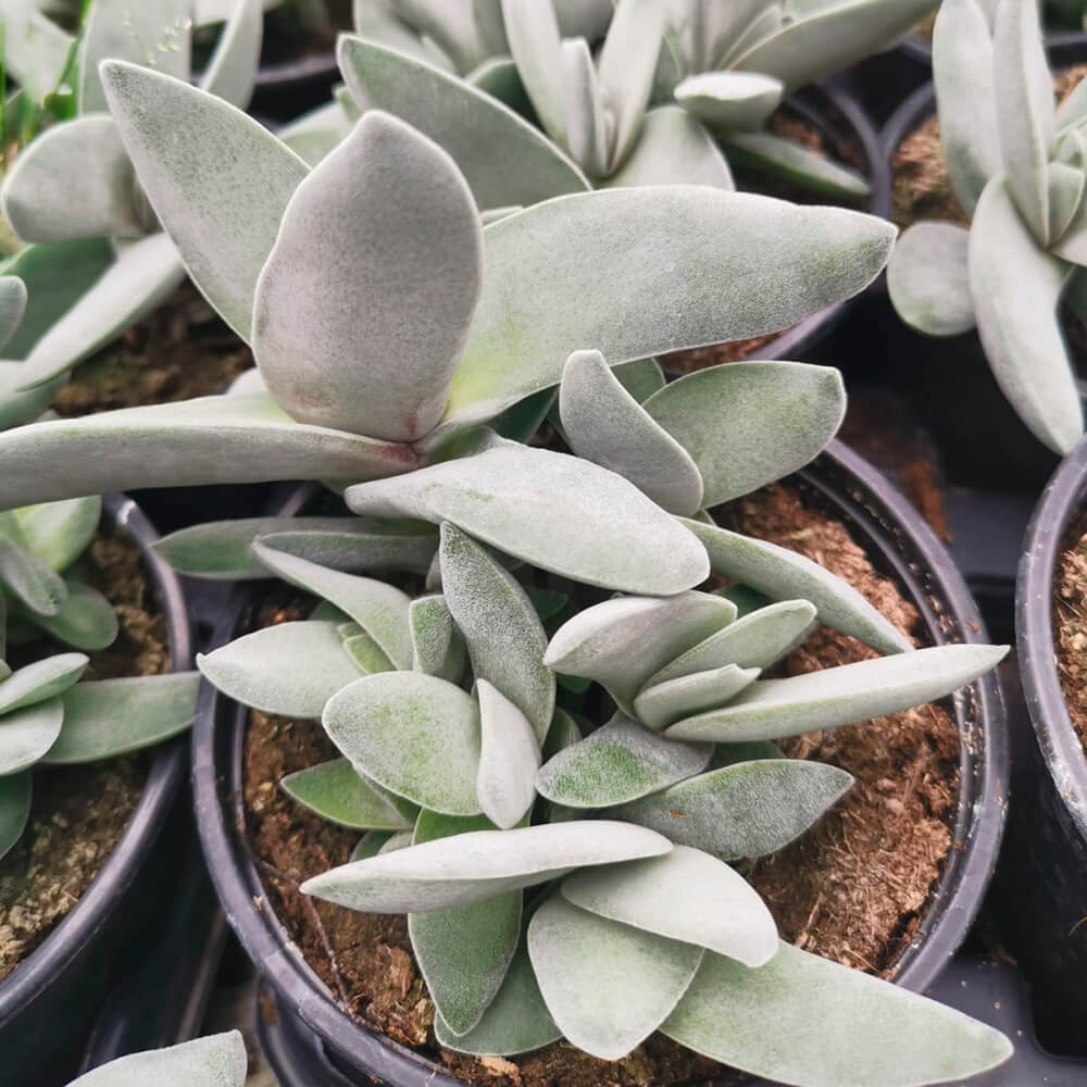 Crassula falcata