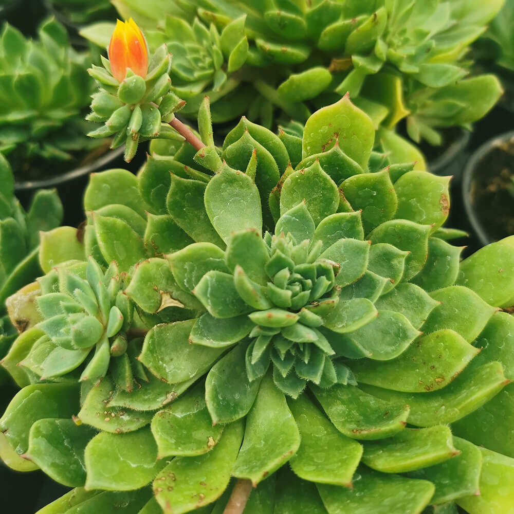 Echeveria setosa