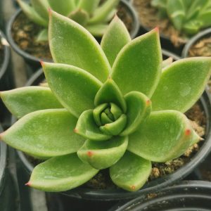 OPG Matea Ivček Echeveria agavoides
