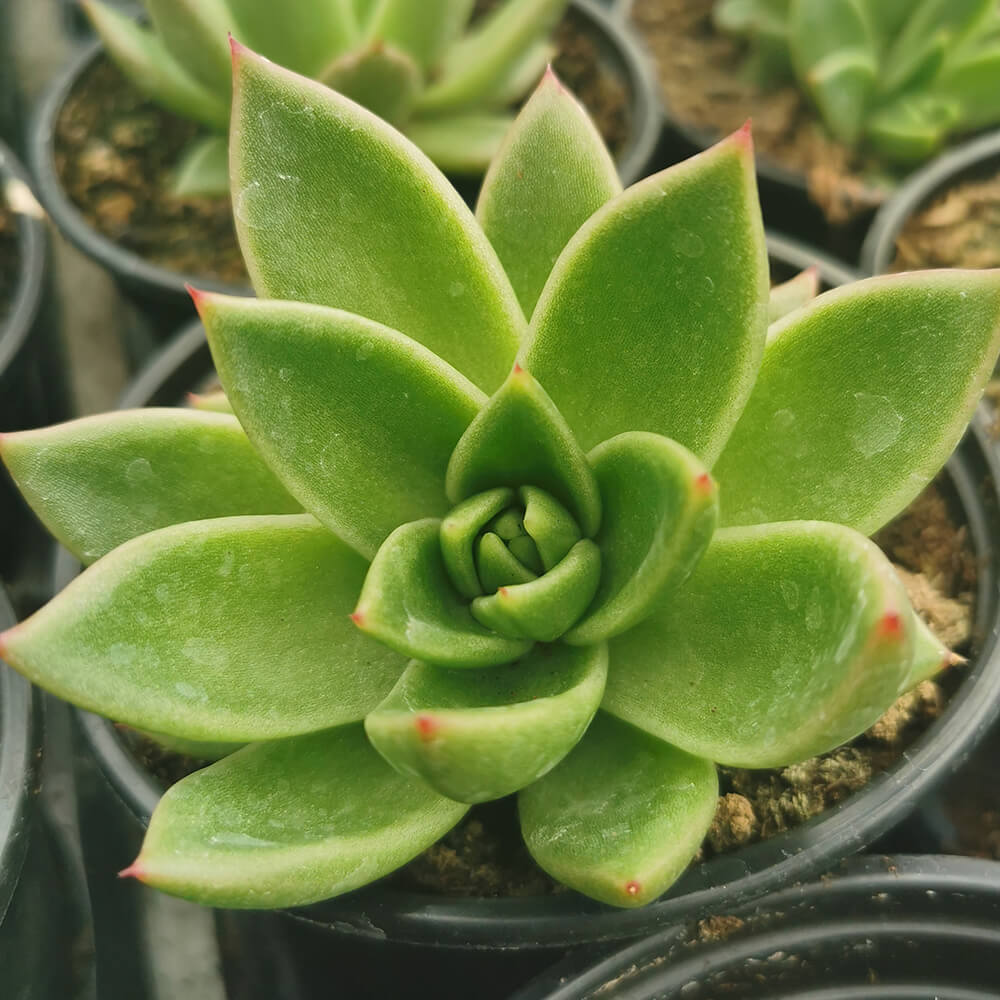 Echeveria agavoides