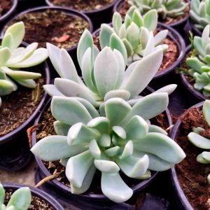 OPG Matea Ivček echeveria eleganse blue