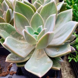 OPG Matea Ivček echeveria gibbiflora