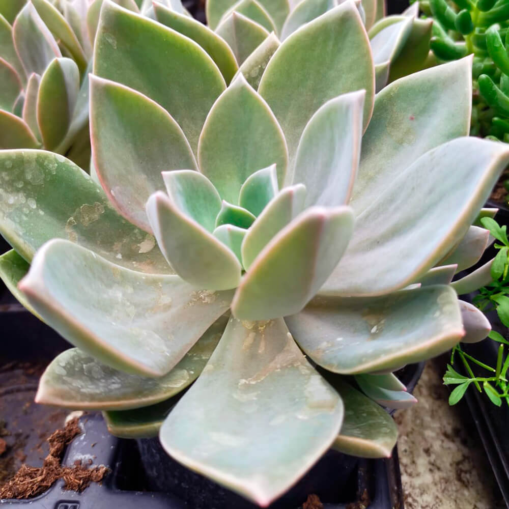 Echeveria gibbiflora