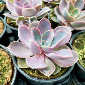 OPG Matea Ivček echeveria perla
