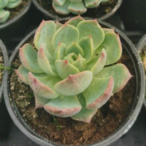 OPG Matea Ivček Echeveria pulidonis
