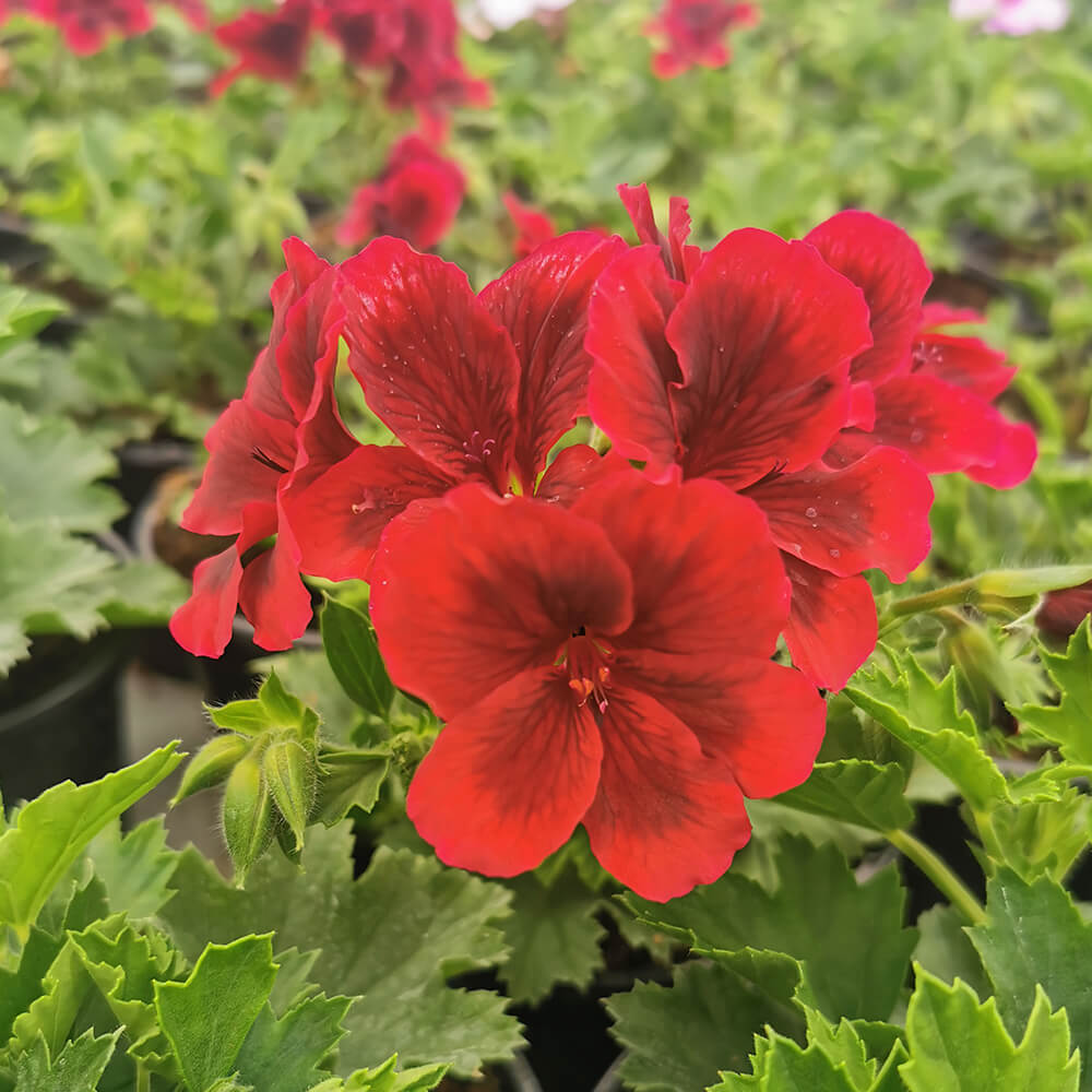 Engleska pelargonija – 1