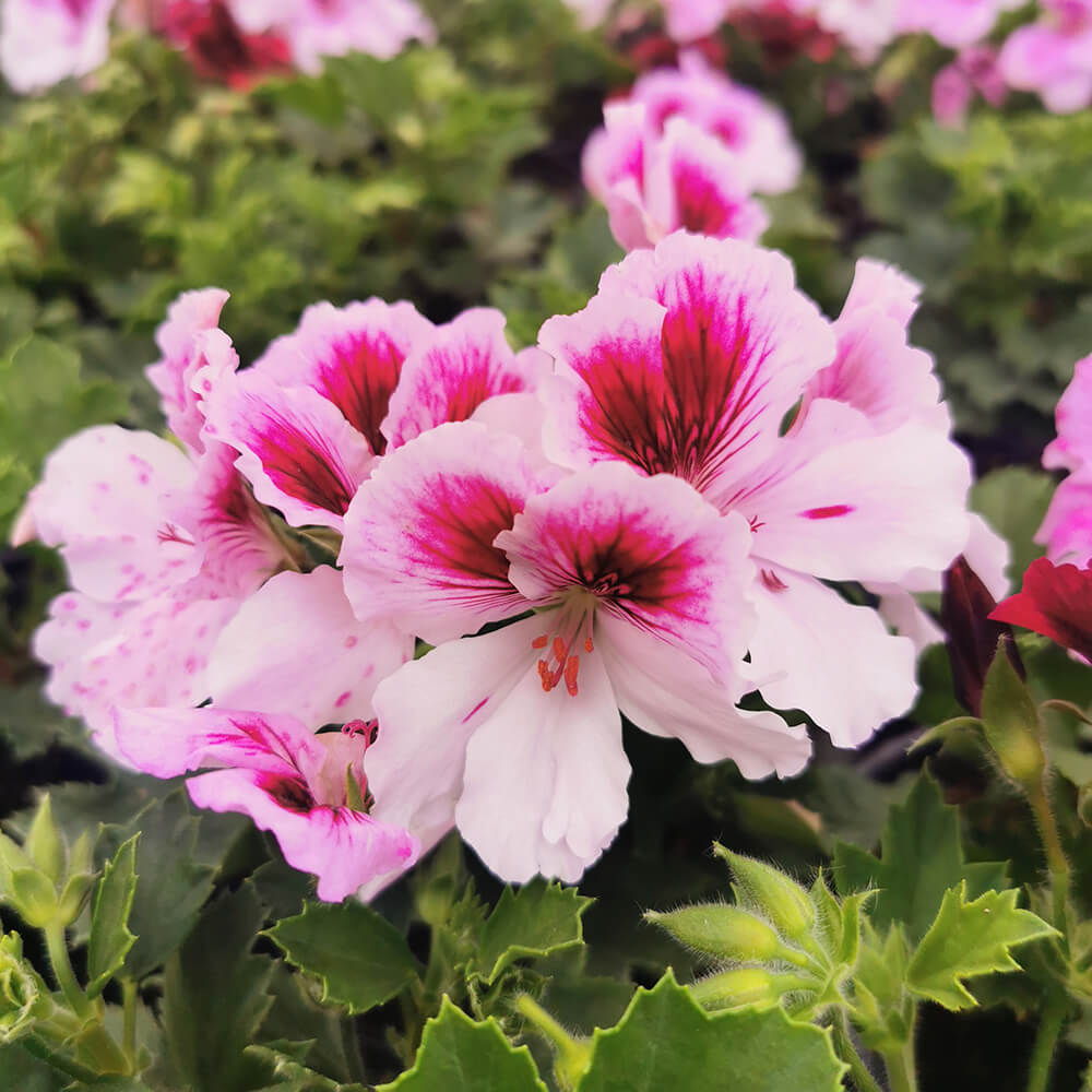Engleska pelargonija – 2