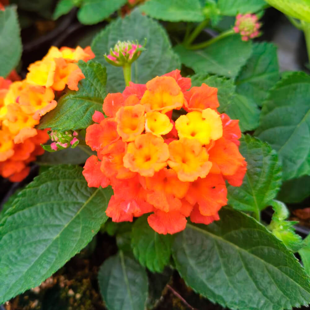 Lantana – 1
