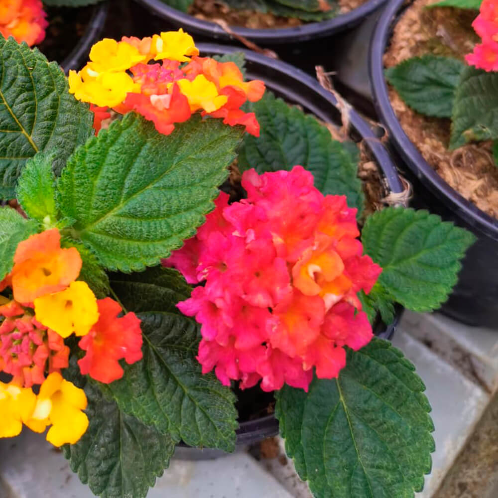 Lantana – 2