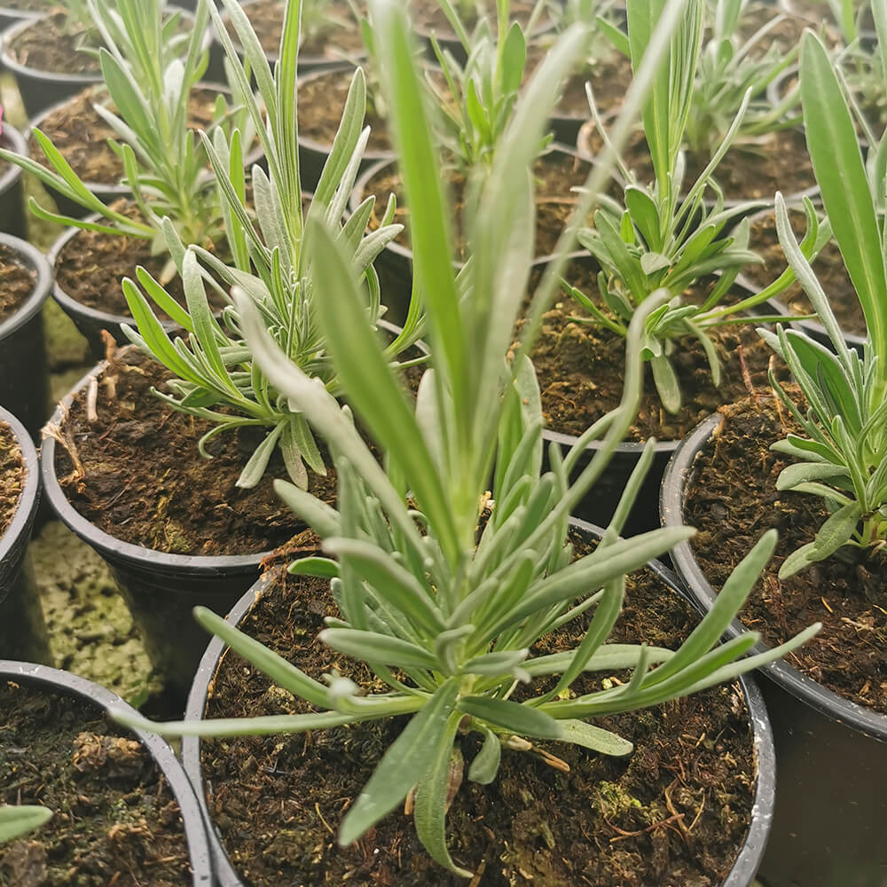 Lavanda
