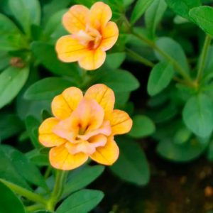 OPG Matea Ivček million bells