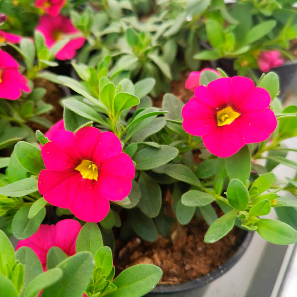 Million bells – 3