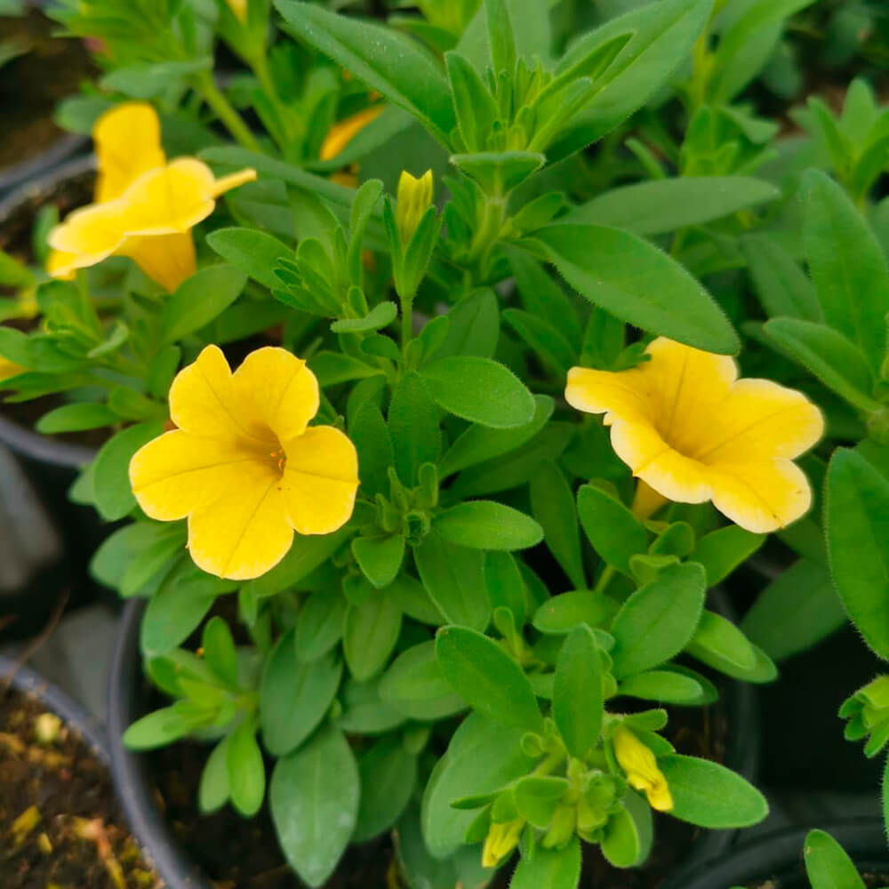Million bells – 4