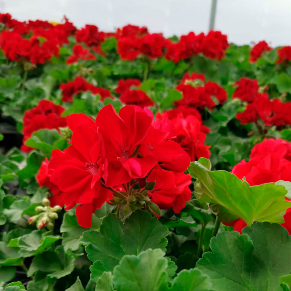 Pelargonija kaliopa – 1