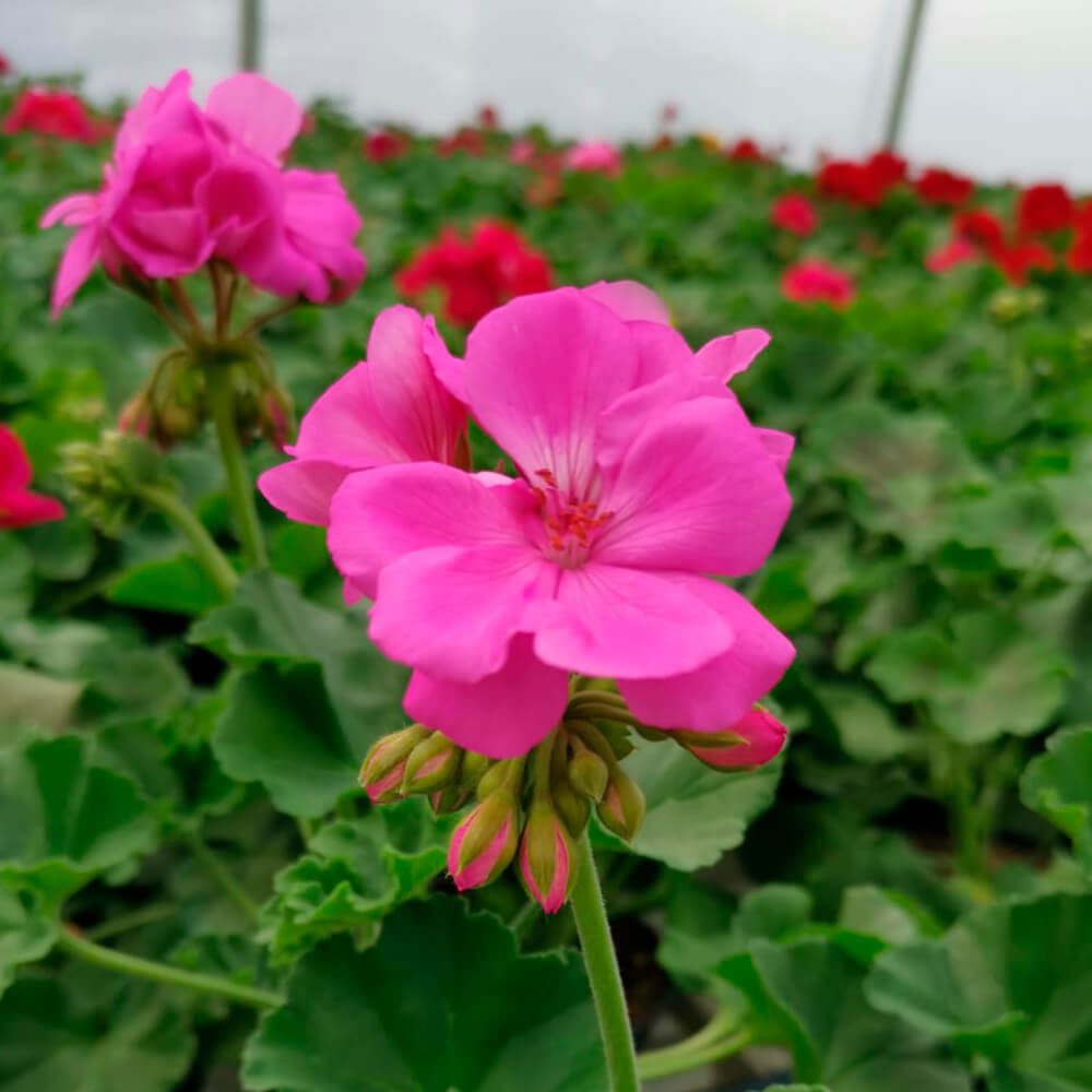 Pelargonija kaliopa – 2