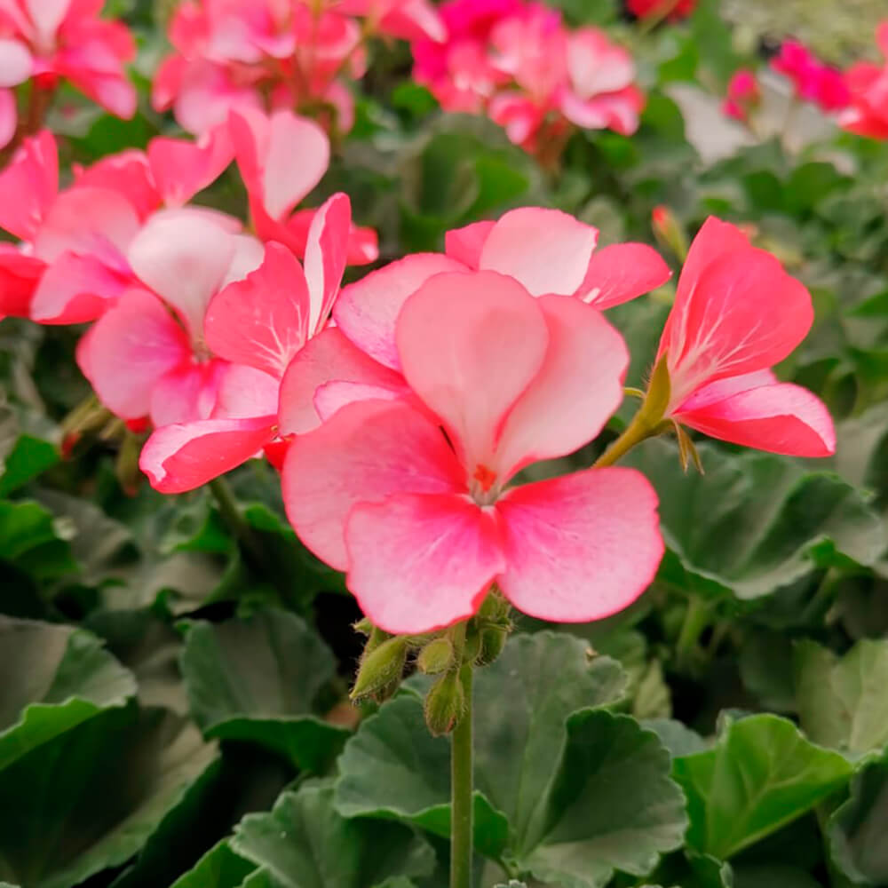 Pelargonija kaliopa – 3