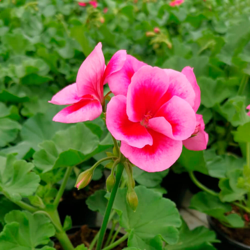 Pelargonija kaliopa – 4