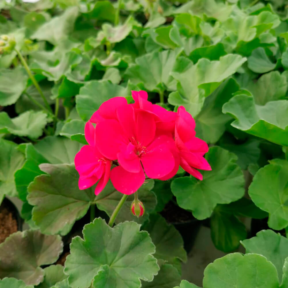 Pelargonija kaliopa – 5