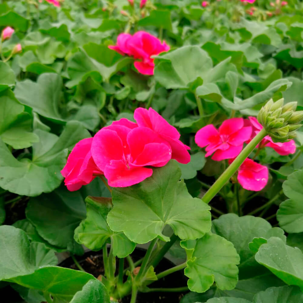 Pelargonija kaliopa – 6