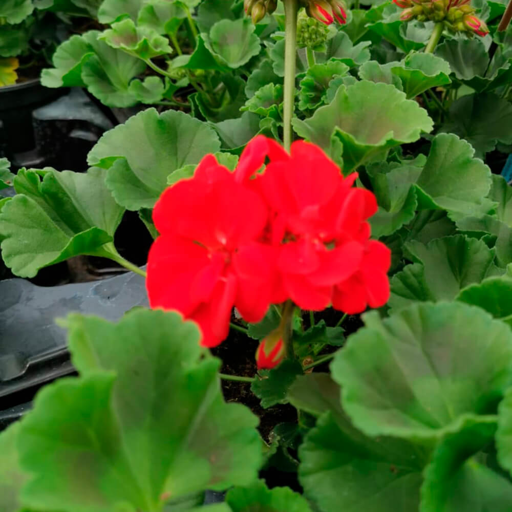 Pelargonija stajaća – 1