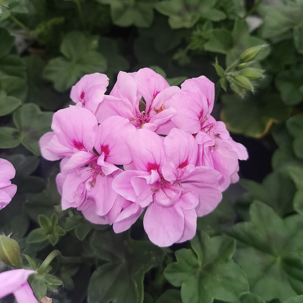 Pelargonija viseća dupla – 6