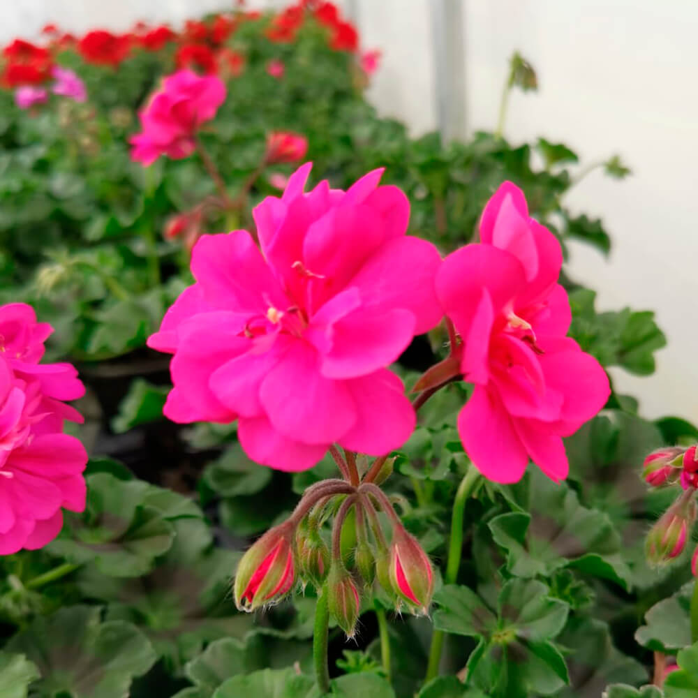 Pelargonija viseća dupla – 4