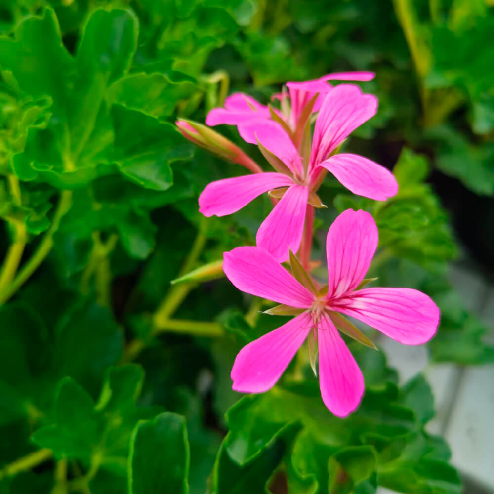 Pelargonija viseća jednostruka – 1