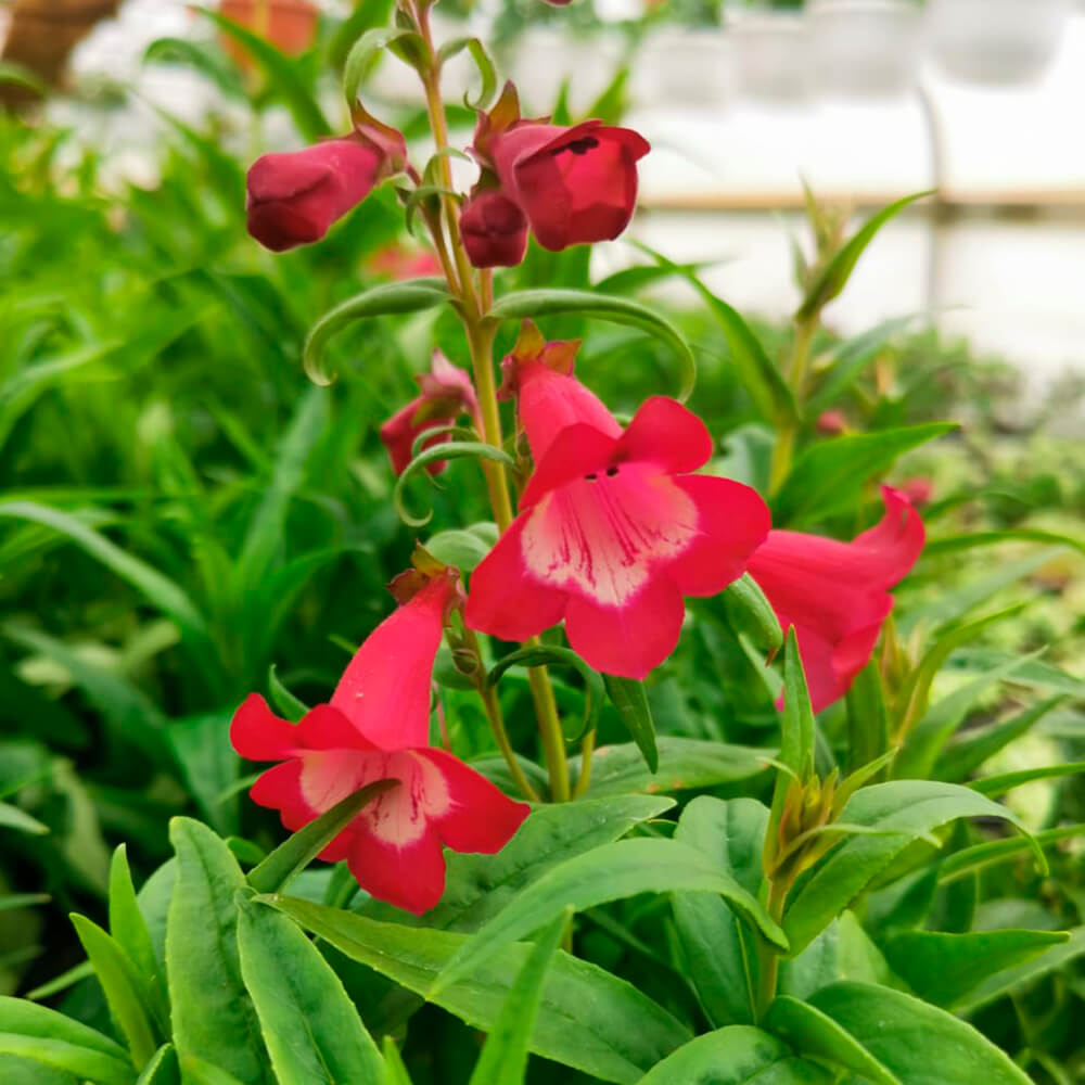 Penstemon