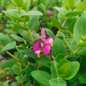 OPG Matea Ivček Polygala Myrtifolia