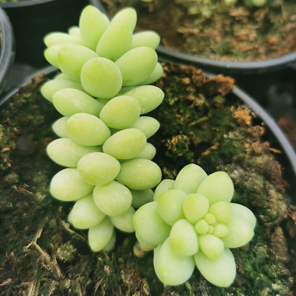 Sedum burrito (magarčev rep)