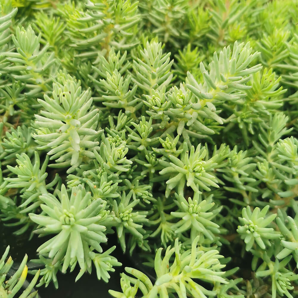 Sedum reflexum “Blue Spruce”