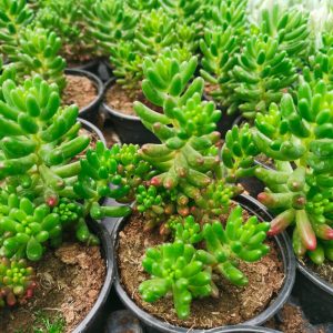OPG Matea Ivček sedum rubrotinctum