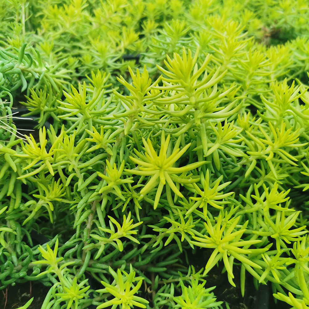 Sedum rupestre “Angelina”