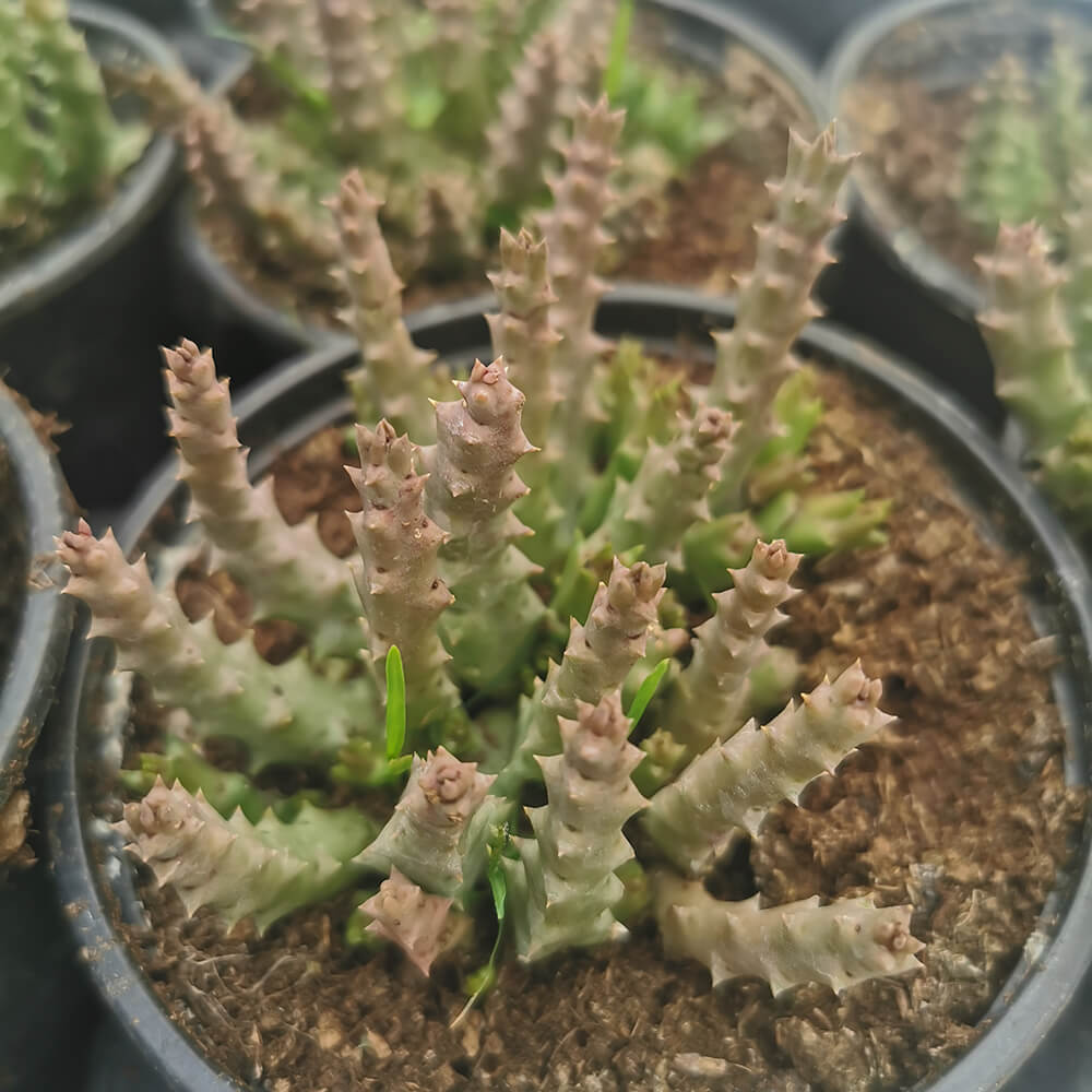 Stapelija