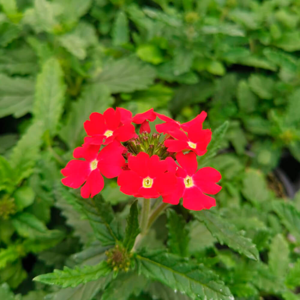 Verbena – 1
