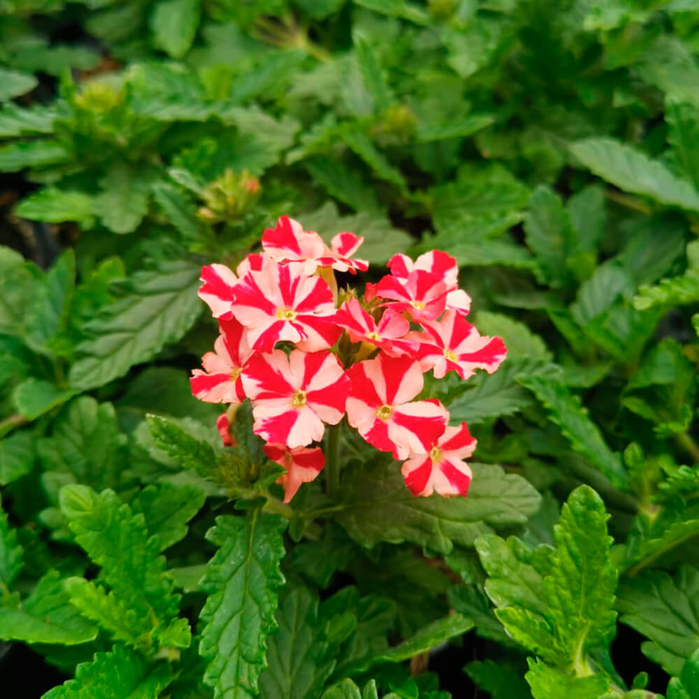 Verbena – 2